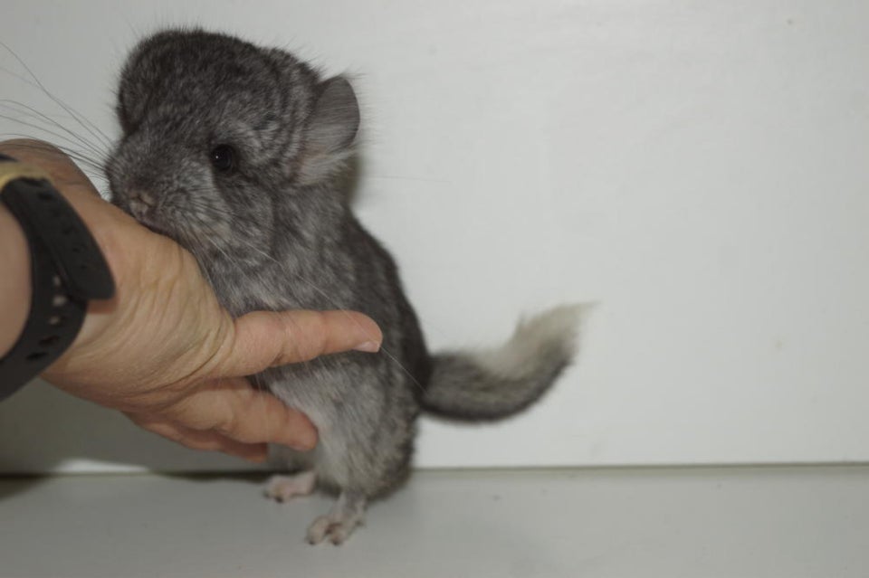 Chinchilla Angora