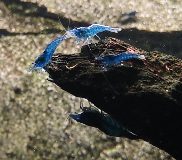 Neocaridina Davidii Blue Dream