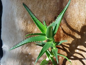 Aloe