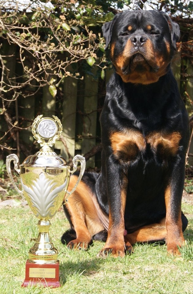 TOP ROTTWEILER HVALPE