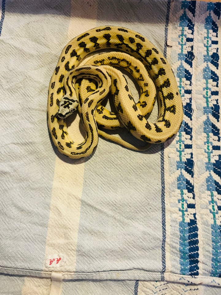 Slange, Morelia spilota mcdowelli