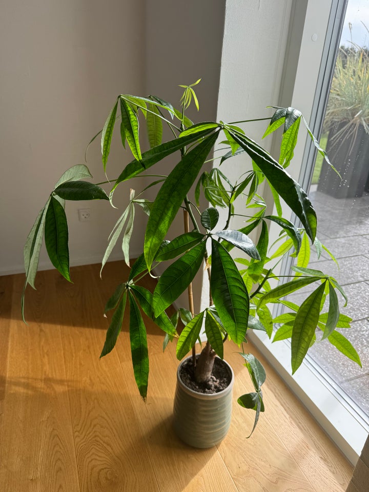 Grøn plante , Lykkekastanje