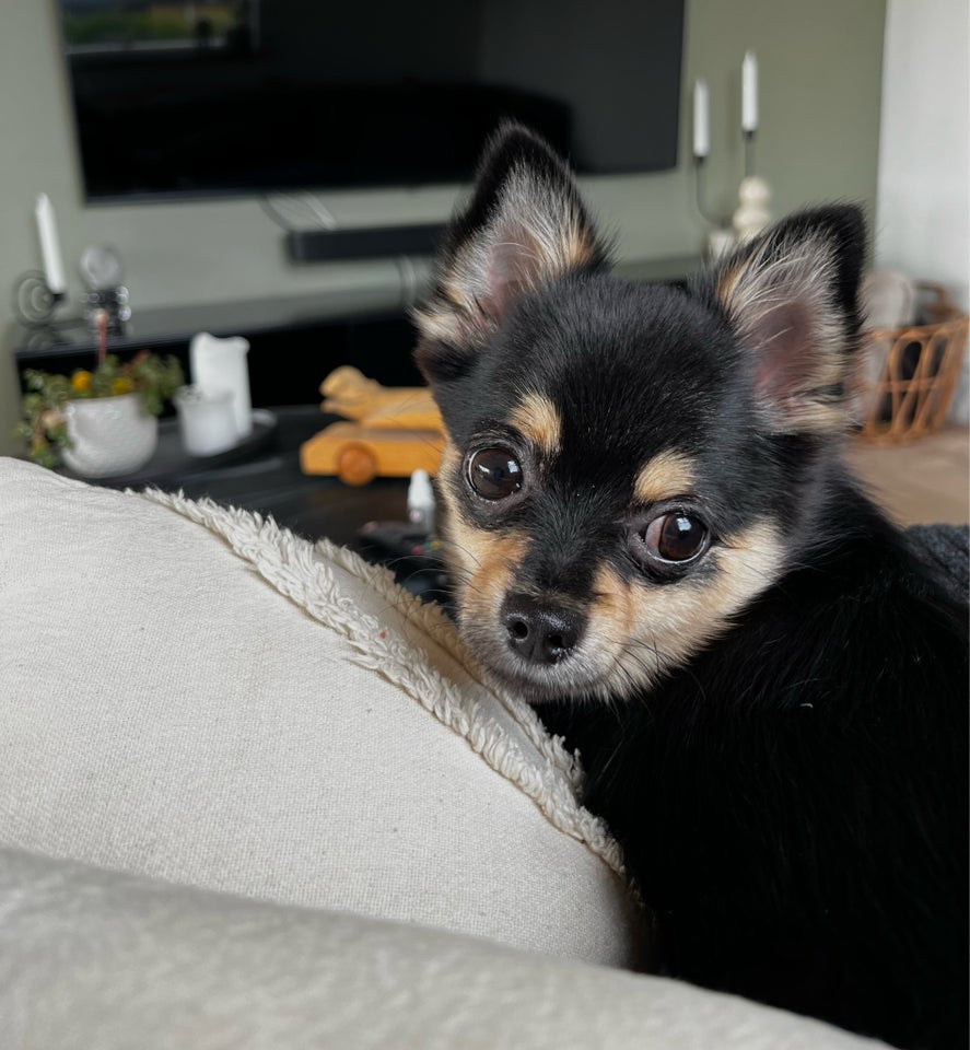 Pomeranian/chihuahua, hvalpe, 9