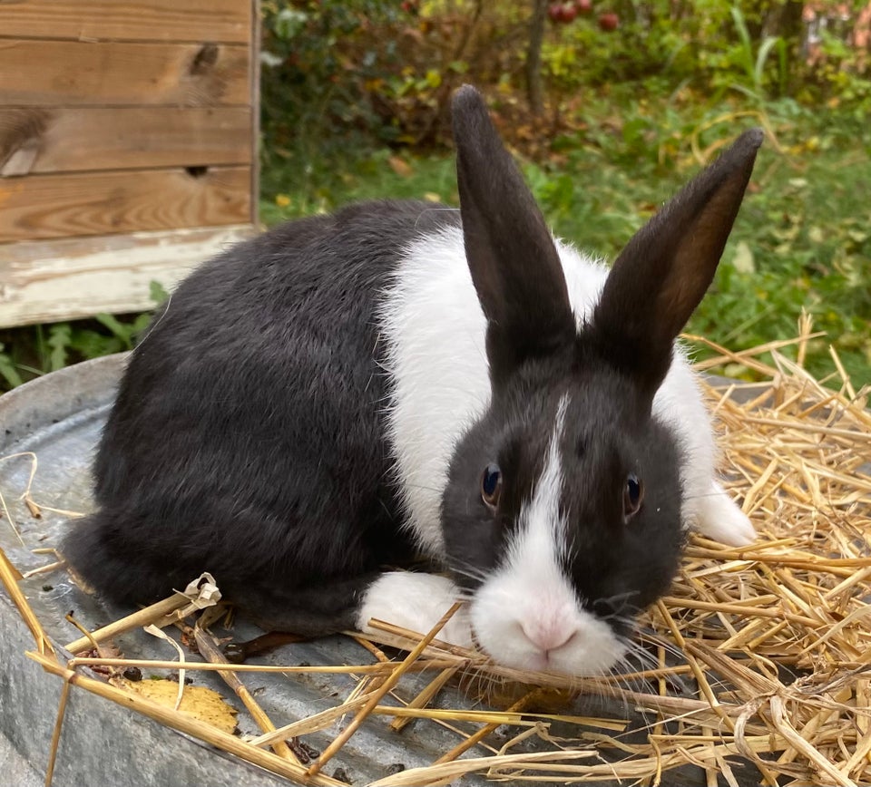 Kanin, HOLLÆNDER HAN SORT, 0 år