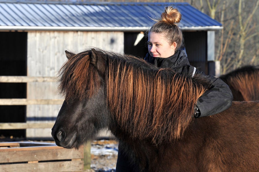 Islænder hoppe 6 år