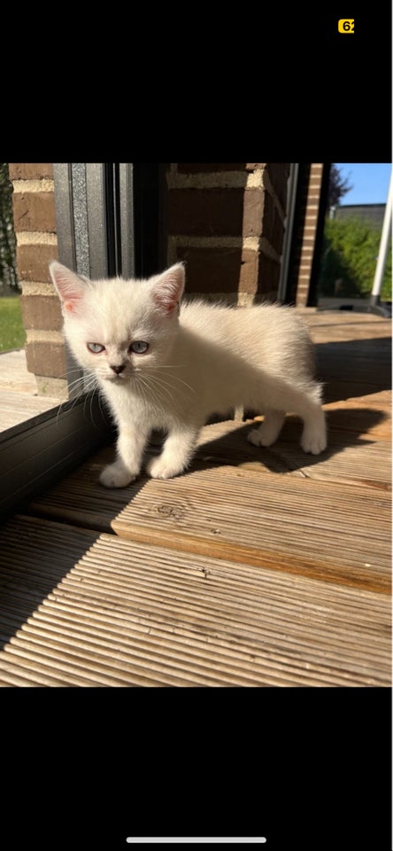 British Shorthair, flere