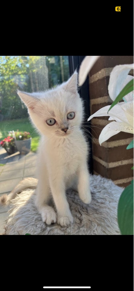 British Shorthair, flere