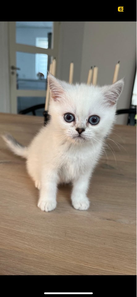 British Shorthair, flere