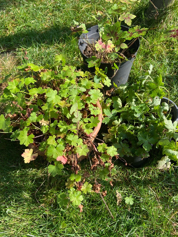 Storkenæb Frøbplanter