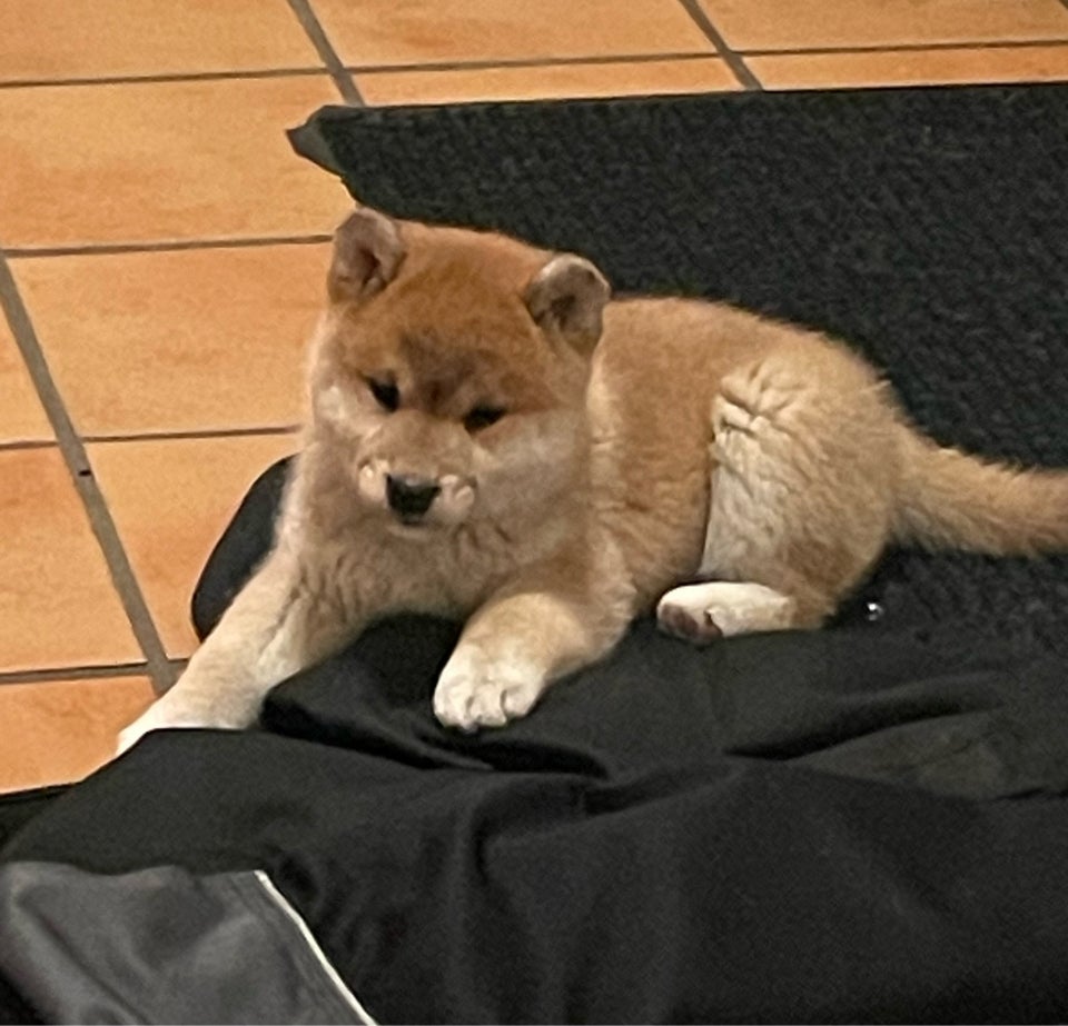 Super søde shiba hvalpe