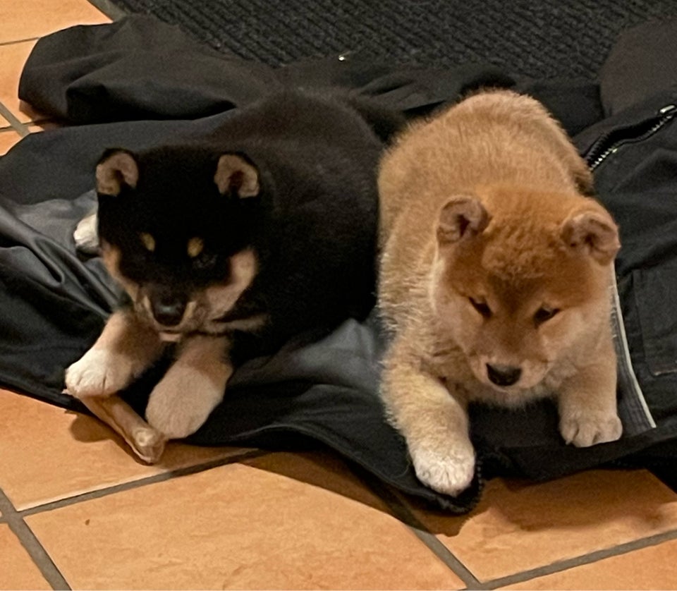 Super søde shiba hvalpe