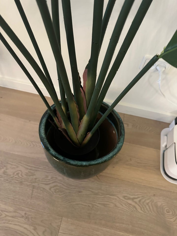 Kunstig plante, Strelitzia