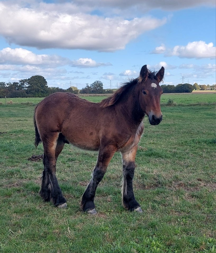 Belgier - koldblod, hingst, 0 år