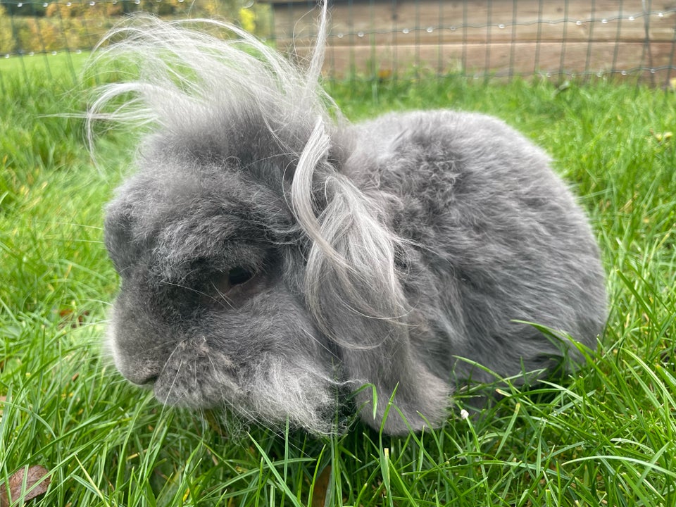 Kanin, Løvehoved med flot bur , 8 år