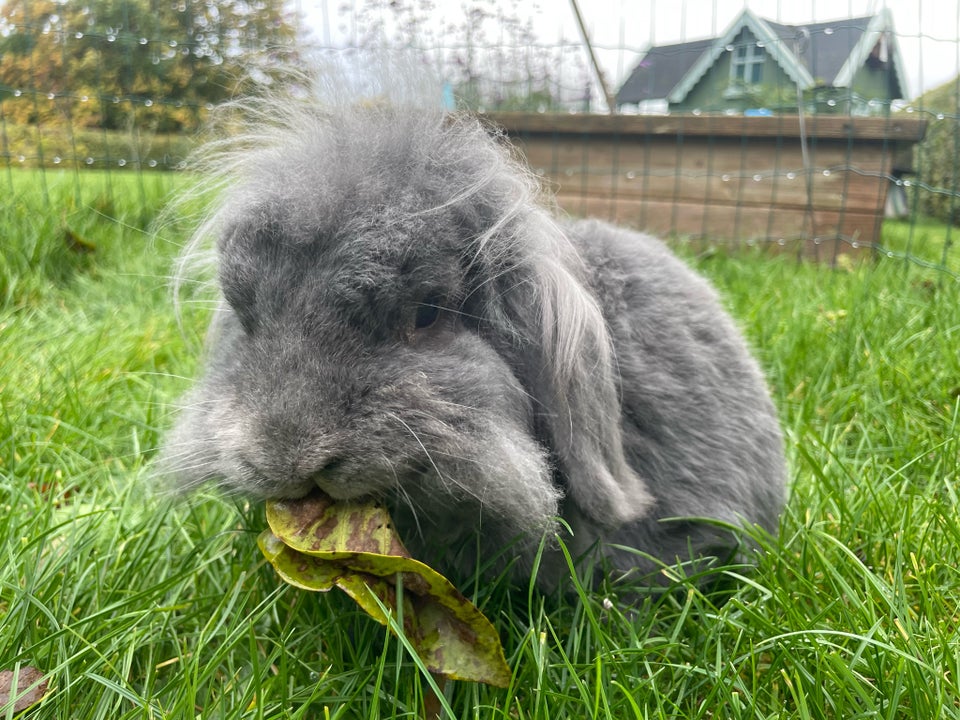 Kanin, Løvehoved med flot bur , 8 år