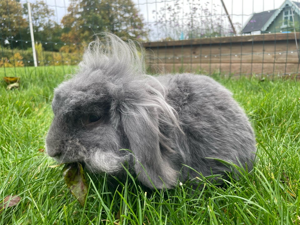 Kanin, Løvehoved med flot bur , 8 år