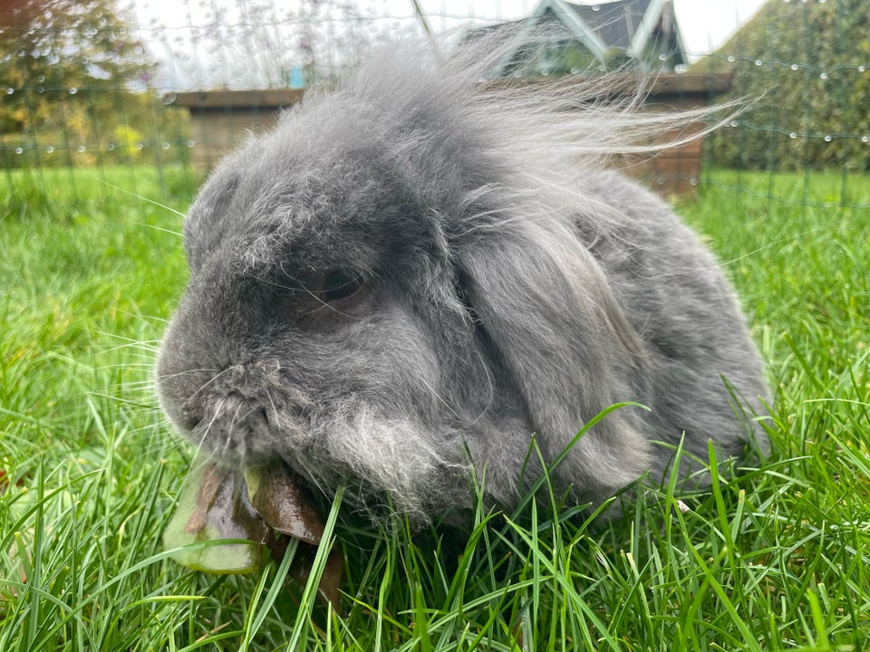 Kanin, Løvehoved med flot bur , 8 år