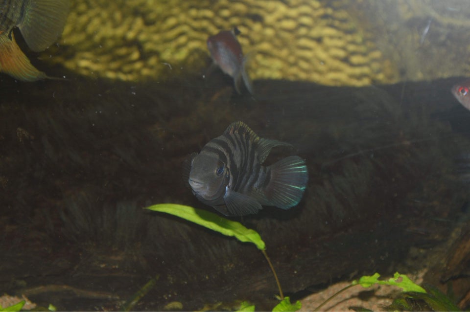 Zebra Cichlide Amatitlania