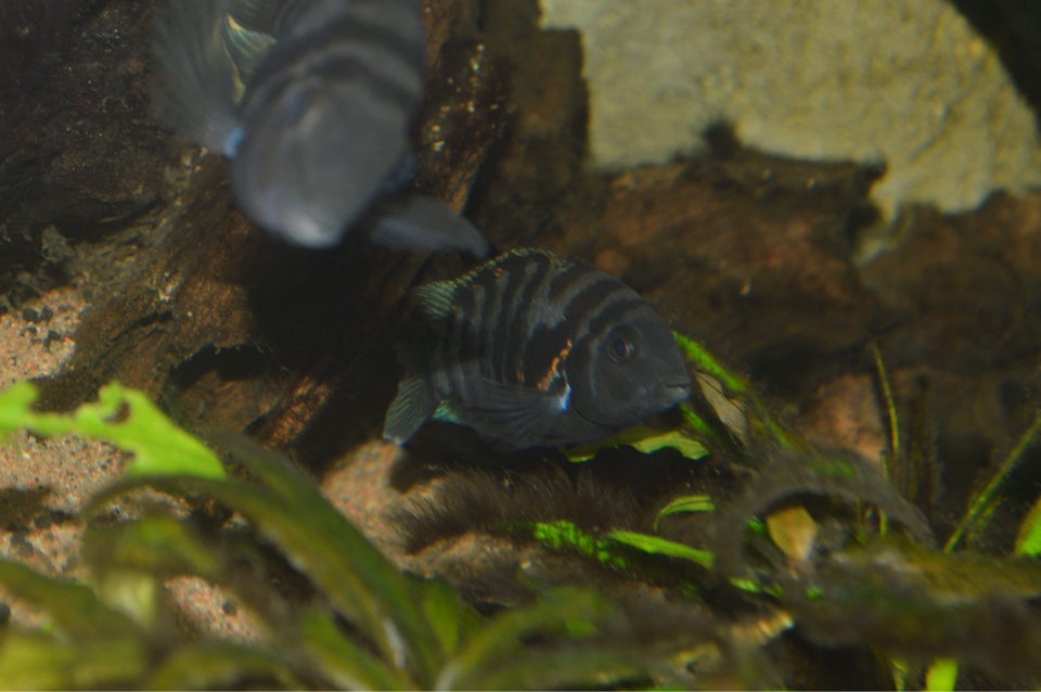 Zebra Cichlide Amatitlania