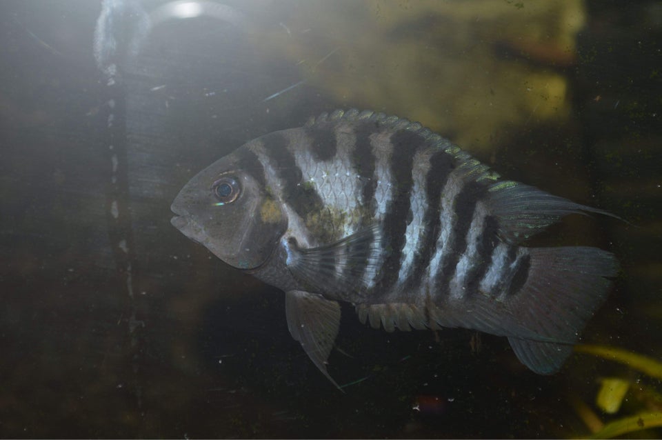 Zebra Cichlide Amatitlania