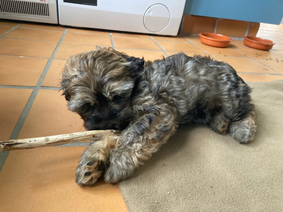 Bichon Havanese, hvalpe, 12 uger