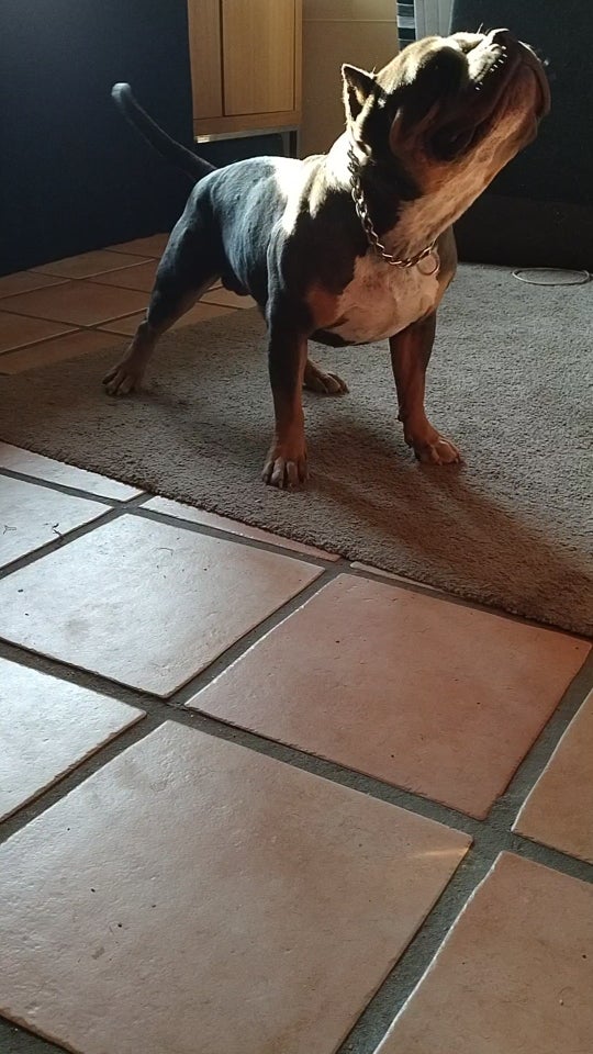 American Bully hund 2 år