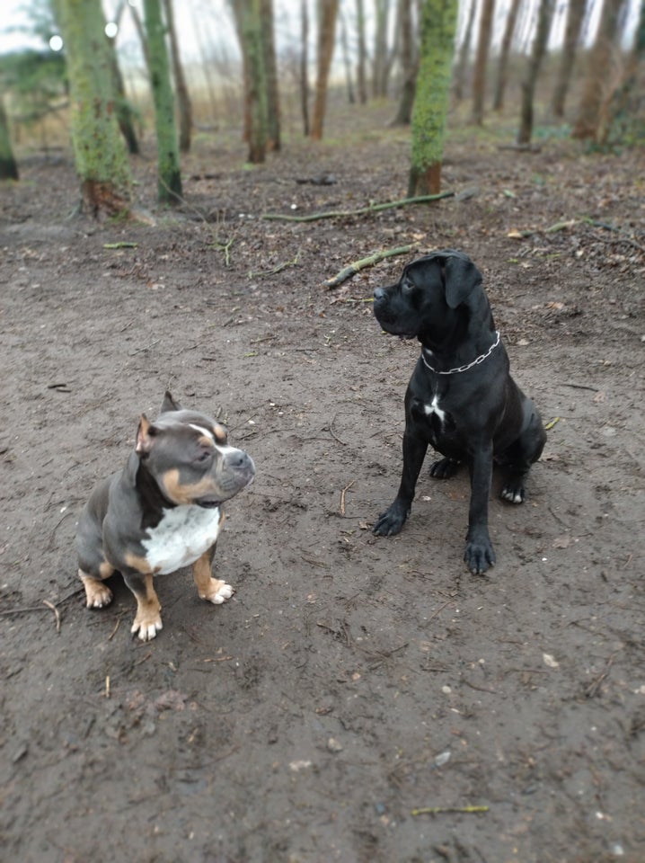 American Bully hund 2 år