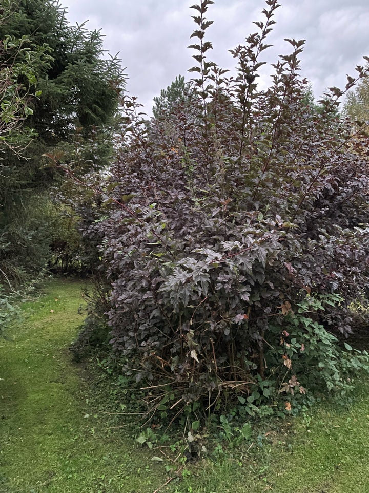 Blærespirea, Diabolo