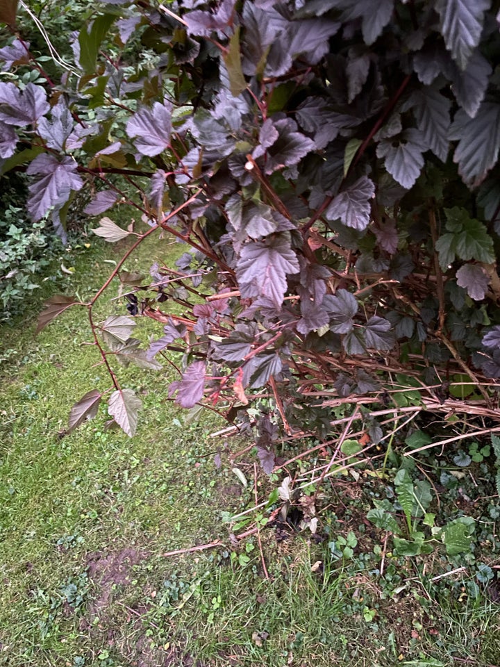 Blærespirea, Diabolo