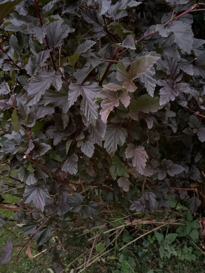 Blærespirea, Diabolo