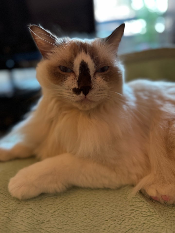 Hankat, Ragdoll, 3 år