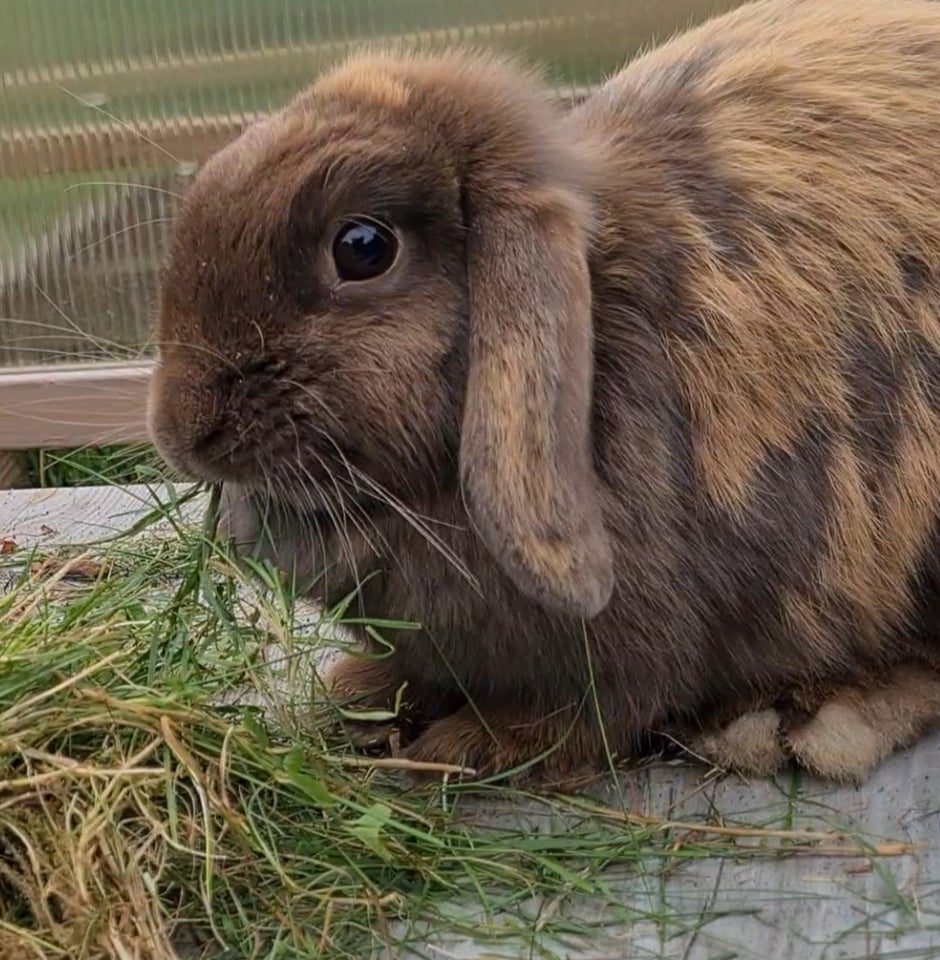 Kanin, Dværgvædder minilop, 1 år