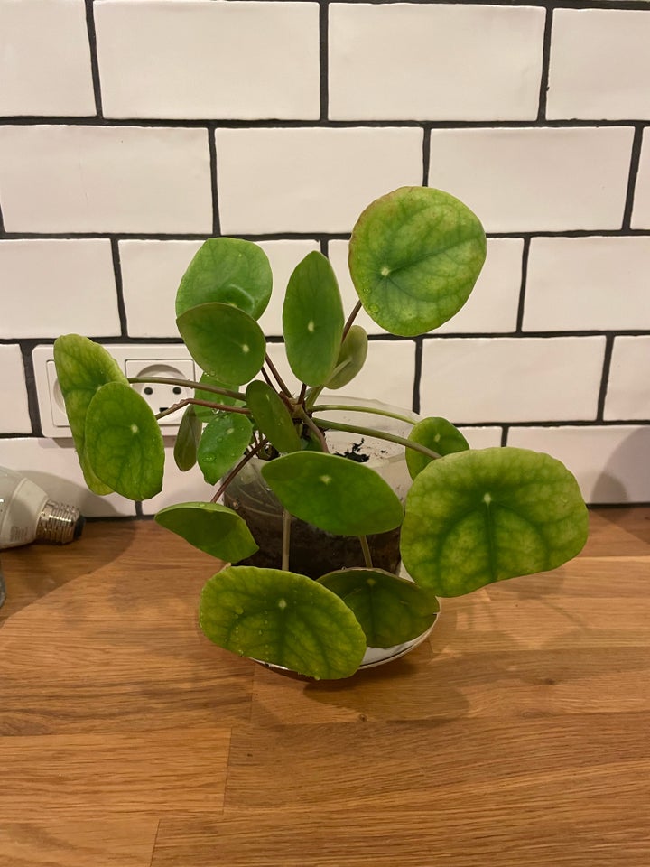 Stueplante, Pilea