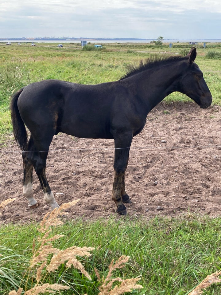 Oldenborg, hingst, 1 år