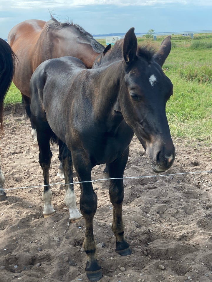 Oldenborg, hingst, 1 år