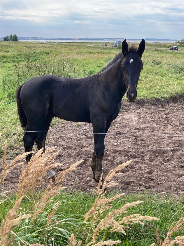 Oldenborg, hingst, 1 år