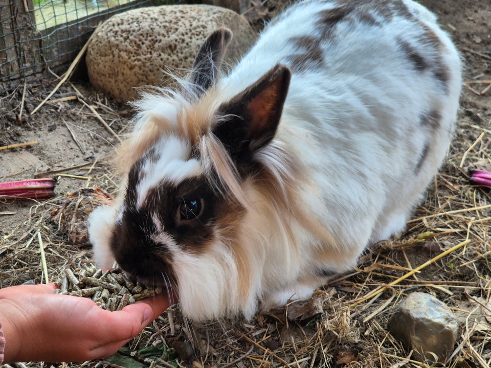 Kanin Balnding mellem Mini lop og