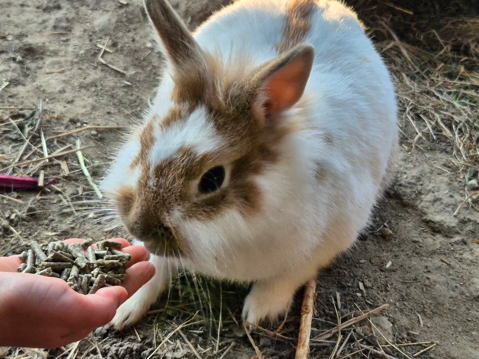 Kanin Balnding mellem Mini lop og