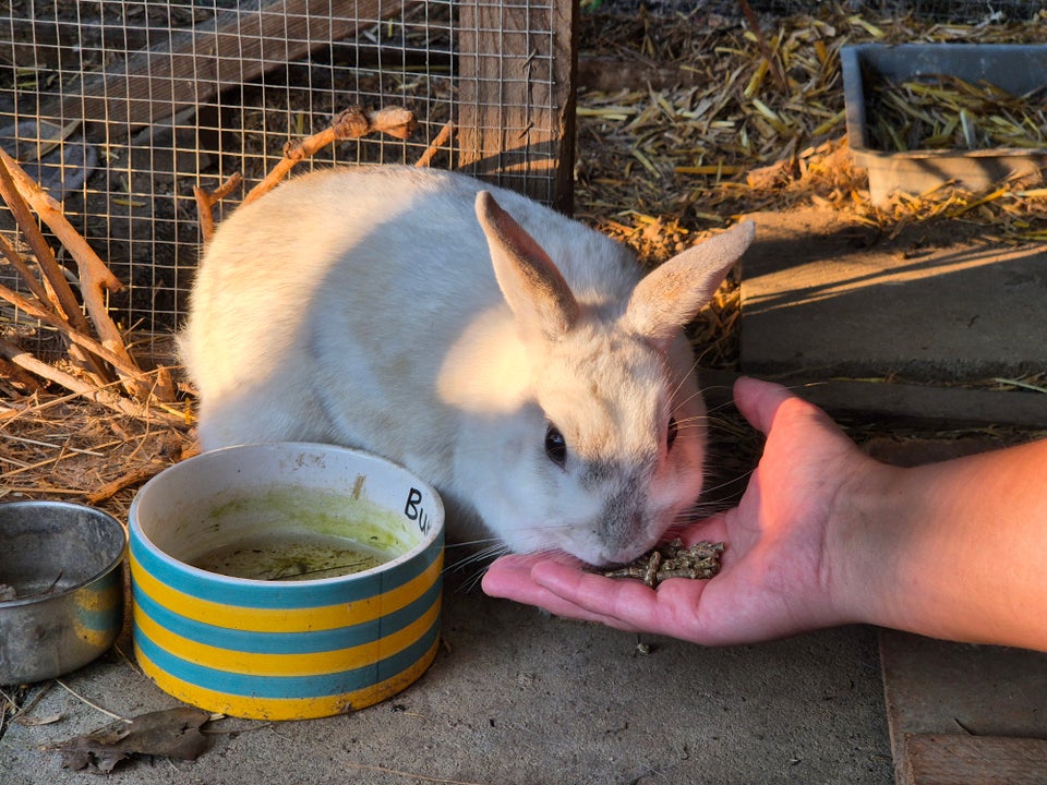 Kanin Balnding mellem Mini lop og