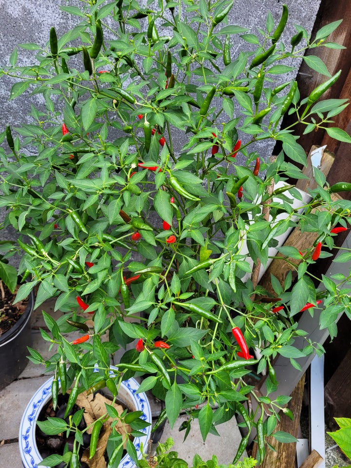 Chiliplante  Thai chiliplante