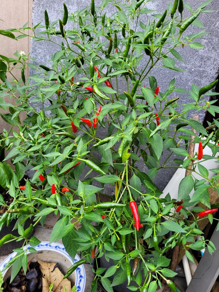 Chiliplante  Thai chiliplante