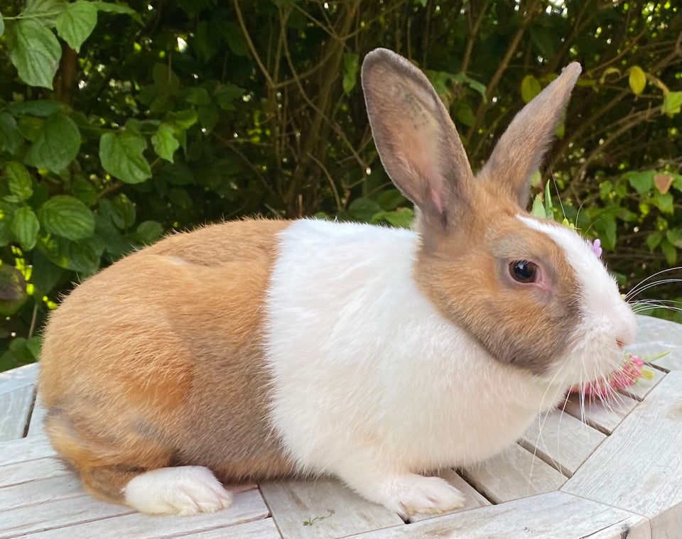 Kanin, FRANSK VÆDDER HUN