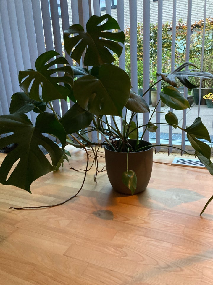 Stueplante Fingerphilodendron