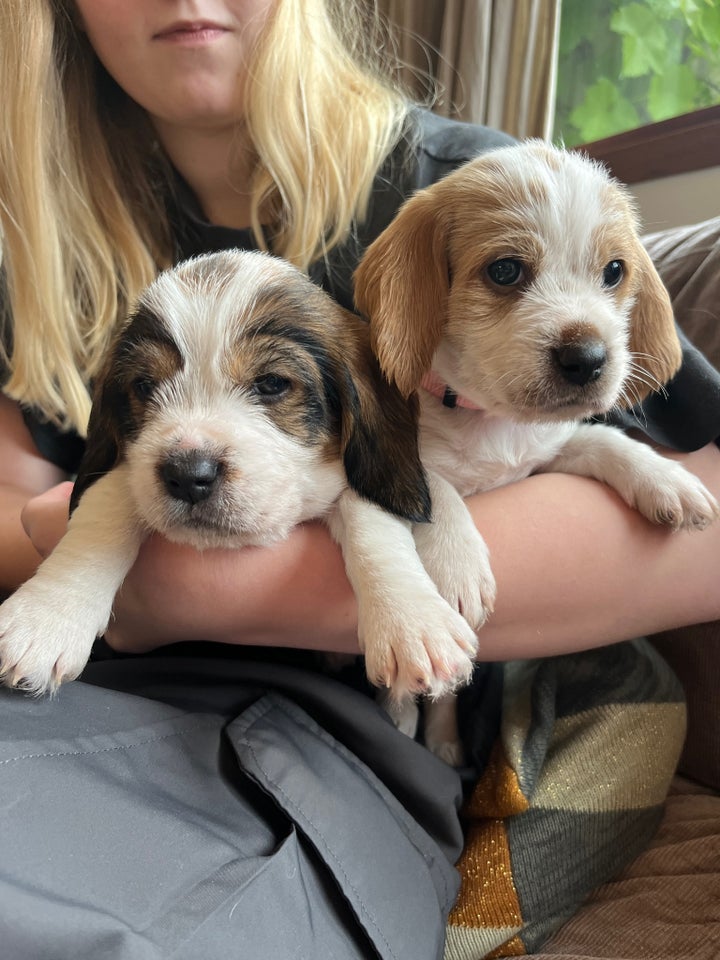 Petit Basset Griffon Vendeen