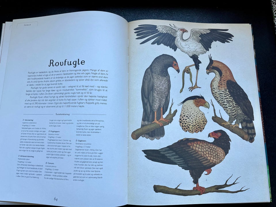 Animalium, Scott og Broom