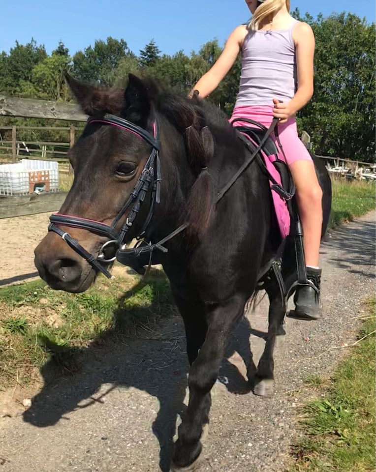 Shetlandspony, hoppe, 12 år