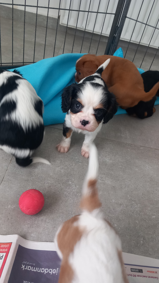 Cavalier King Charles Spaniel