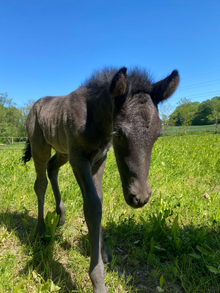 Islænder hingst 1 år