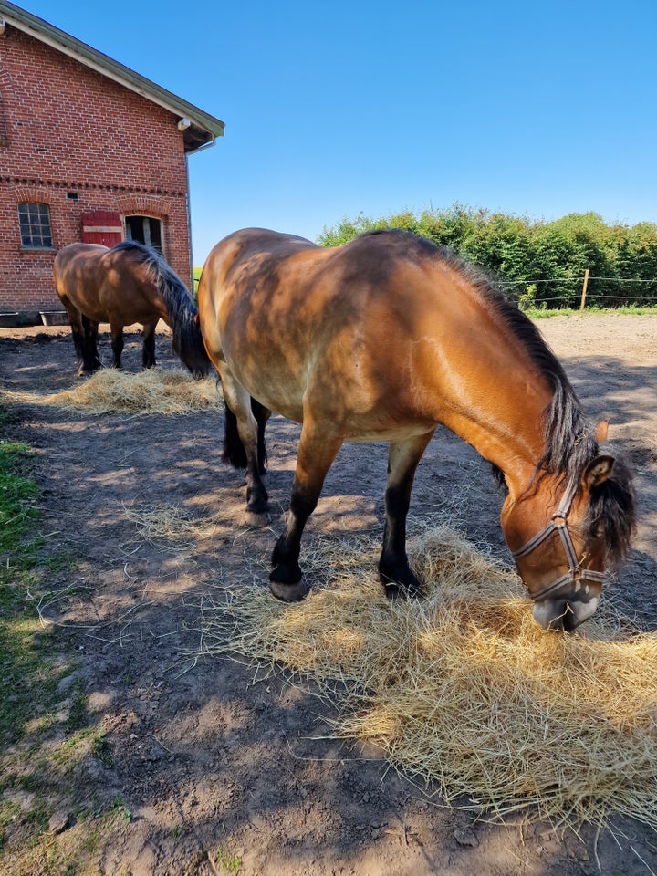 Anden race, hoppe, 4 år