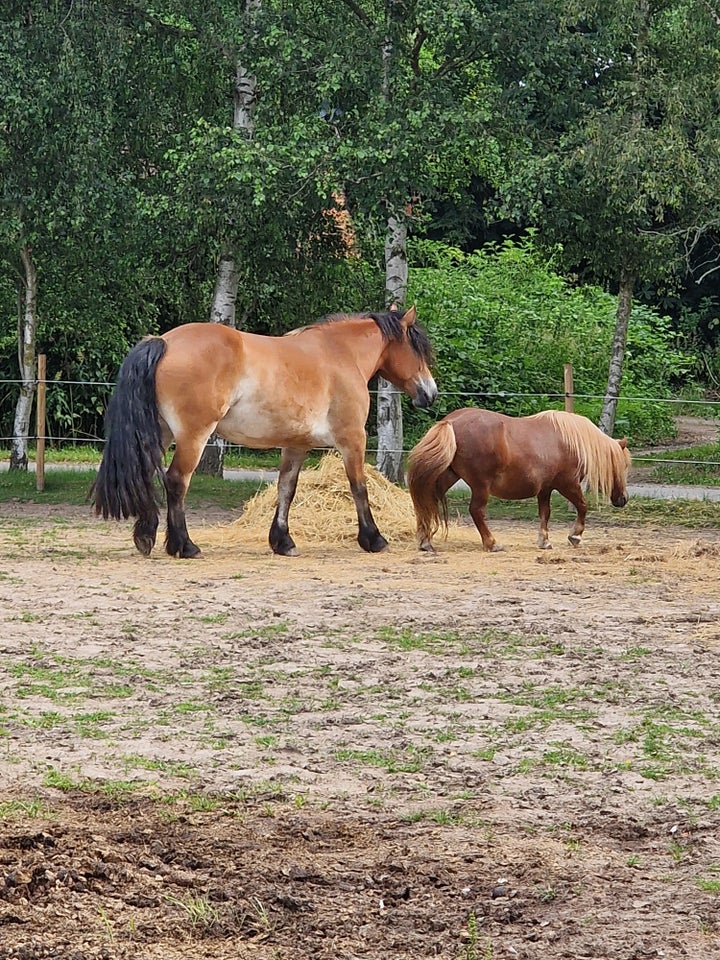 Anden race, hoppe, 4 år